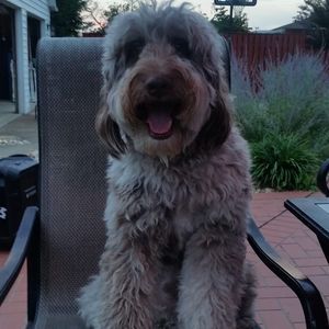 Meet your Posher, Josh